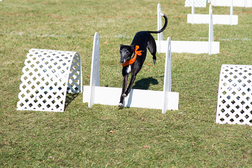 Cute whippet breed dog jumping over a hurdle during an outdoor obstacle course in flyball.