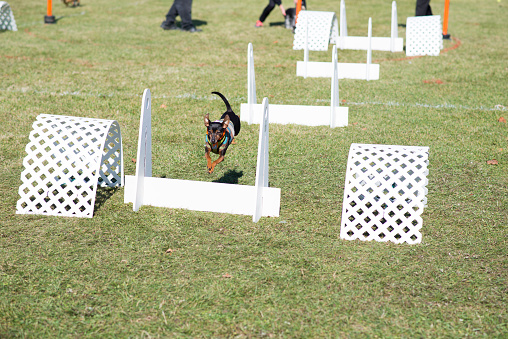 Cute miniature pinscher breed dog jumping over a hurdle during an outdoor obstacle course in flyball.