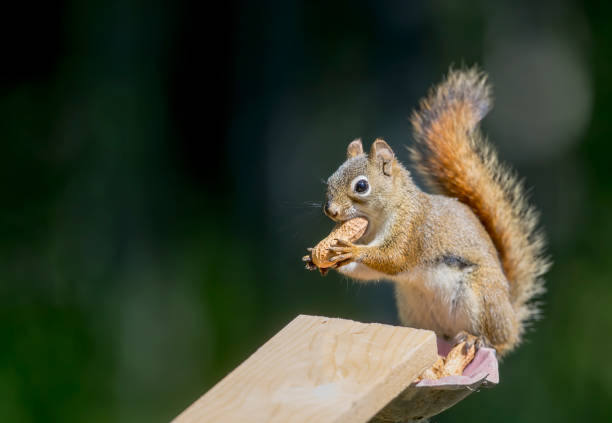istock Red Squirrel Stock Photo 1254476043