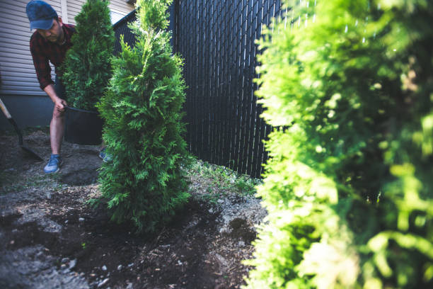 istock Man planting thuja in his back yard 1254476137
