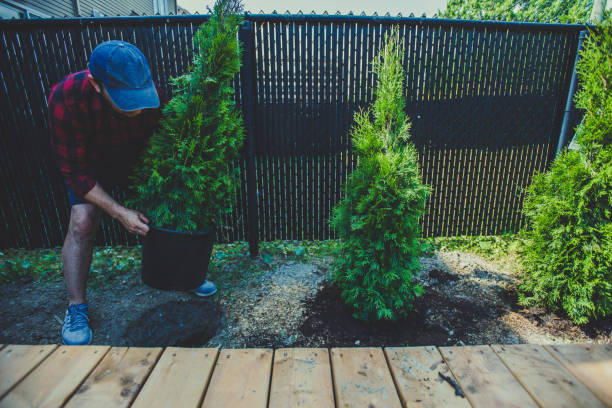 istock Man planting thuja in his back yard 1254476151