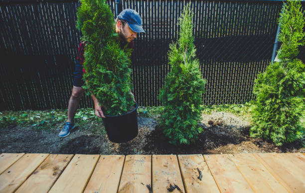 istock Man planting thuja in his back yard 1254476167