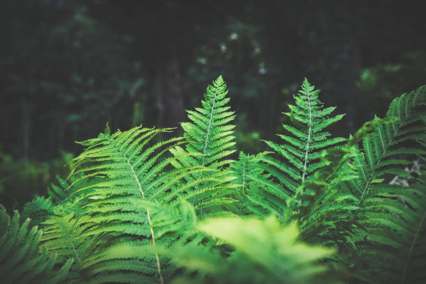 istock Full frame Tropical Matteuccia struthiopteris toned dark 1254477474