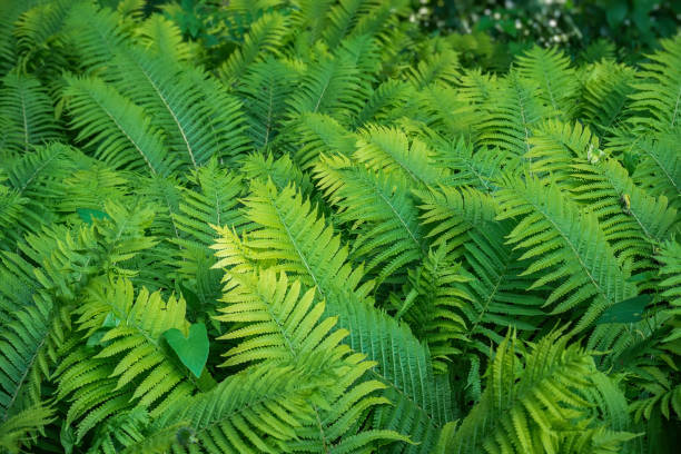 istock Full frame Tropical Matteuccia struthiopteris toned dark 1254477477