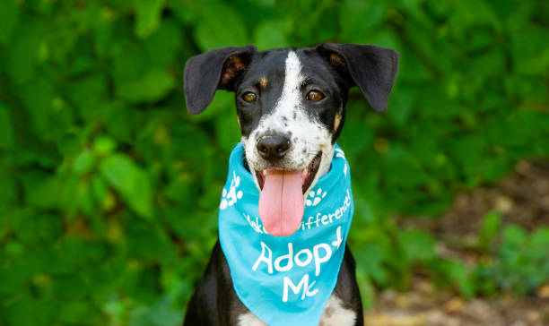 Dag Adopt Rescue Animal A Dog Is Advertising for It's Adoption by Wearing an Adopt Me Bandana adoption stock pictures, royalty-free photos & images
