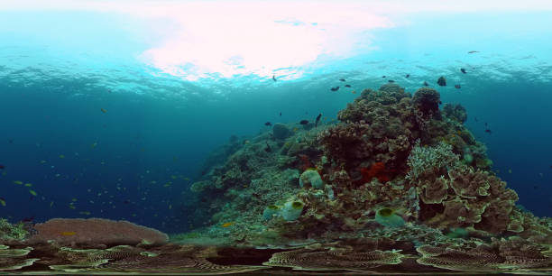 istock Coral reef and tropical fish underwater 360VR. Panglao, Philippines 1254479562