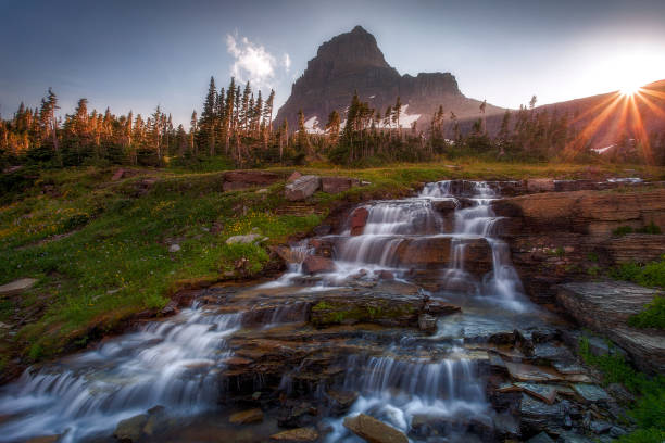 logan pass sunburst - montana mountain meadow flower - fotografias e filmes do acervo