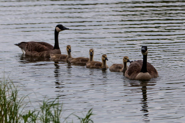 istock Geese family 1254482074