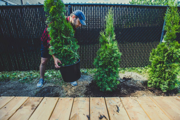 Man planting thuja in his back yard