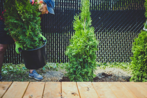 istock Man planting thuja in his back yard 1254482695