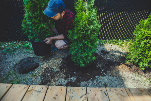 istock Man planting thuja in his back yard 1254482707