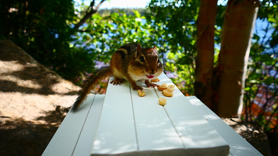 The Caucasian squirrel or Persian squirrel, is a tree squirrel in the genus Sciurus found in temperate broadleaf and mixed forests in south-western Asia.\nLocation : Istanbul - Turkey