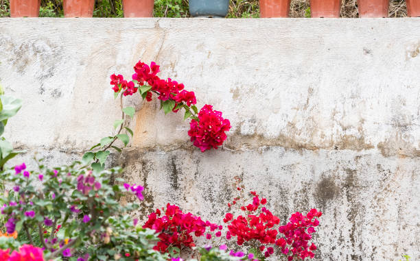 istock Pink bougainvillea flowers on old wall 1254484321