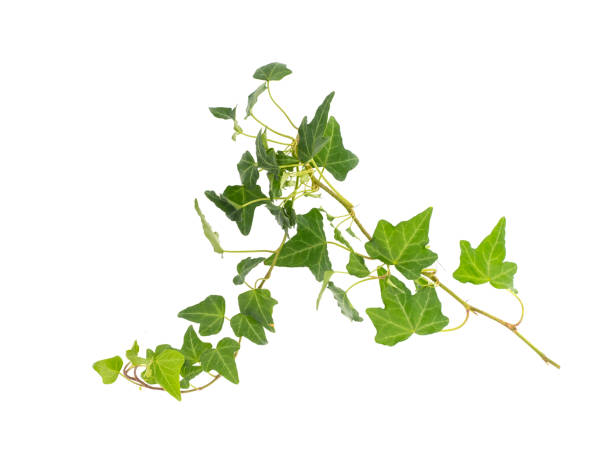 istock ivy leaves isolated on white 1254484340