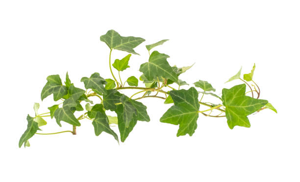 istock ivy leaves isolated on white 1254484514