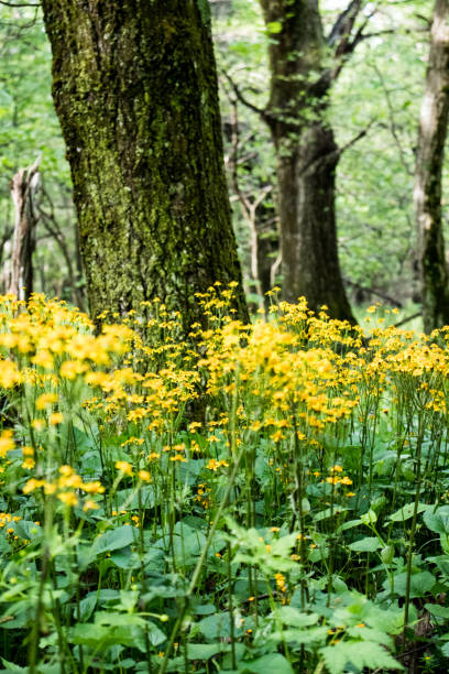 istock Shenandoah National Park 1254485298