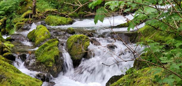 istock Creek flowing fast after rains 1254485448