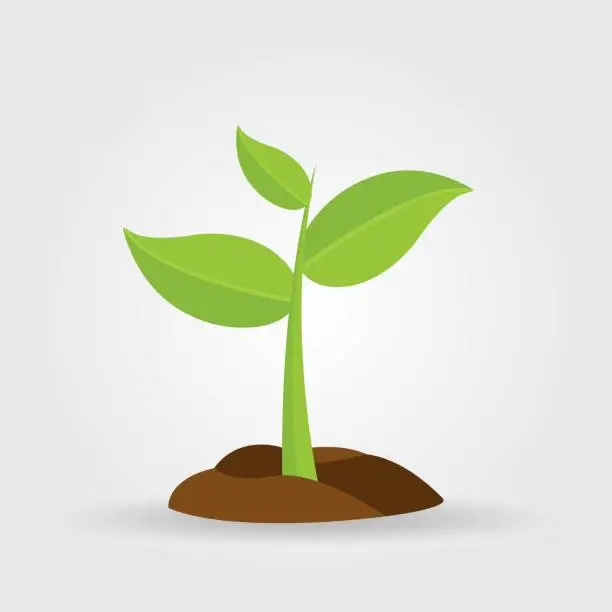 Vector illustration of Growth of plant, from sprout to vegetable. Planting tree.