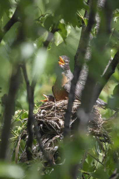 istock Three hatchlings in a nest 1254488999