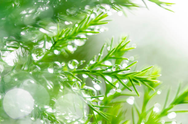 Fresh green grass with water drops on beautiful nature.
