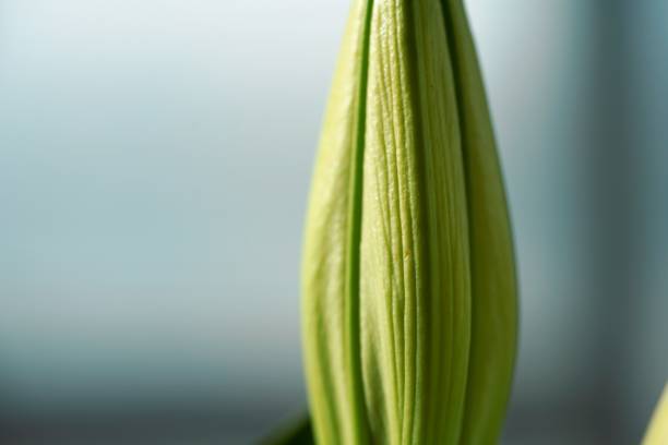 close up view on romantic head of lily flower