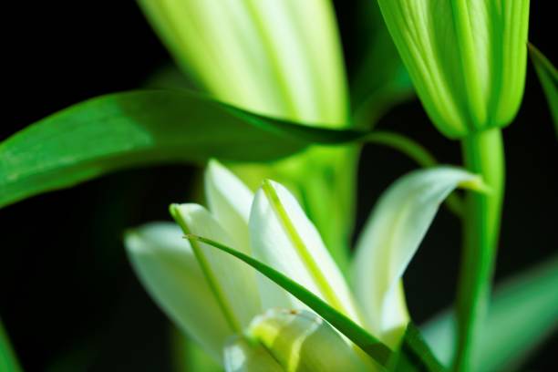 istock lovely white lily flowers bud 1254491174