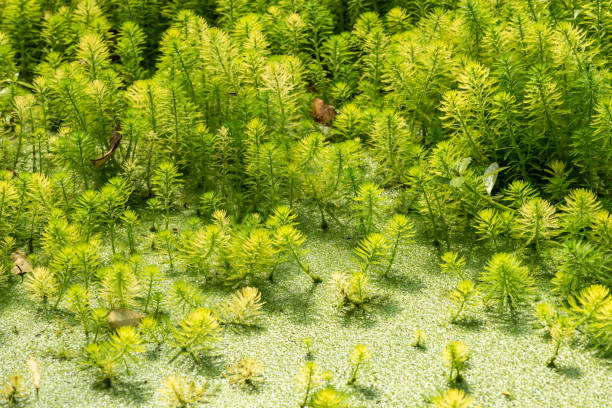 eucalipto y pluma de loro - myriophyllum aquaticum - hojas verdes en un estanque - myriophyllum aquaticum fotografías e imágenes de stock