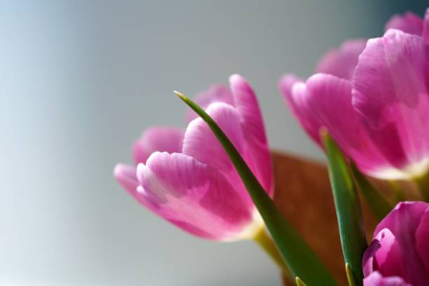 istock Macro view on pink tulip flowers 1254493364