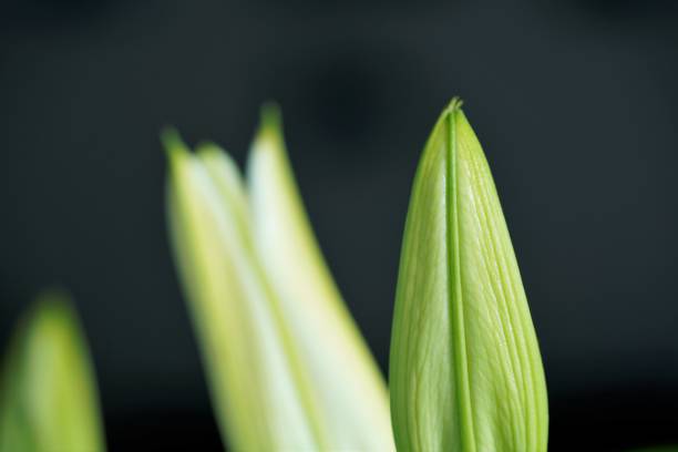 close up view on romantic head of lily flower