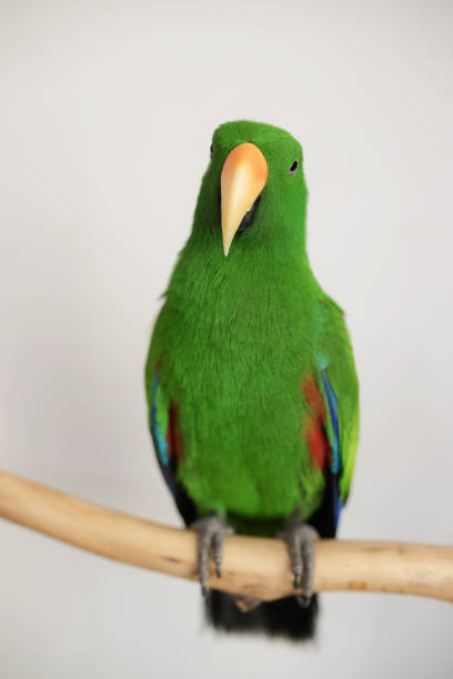 Green eclectus Parrot on branch Male green eclectus parrot (Eclectus roratus) sitting on a branch eclectus parrot australia stock pictures, royalty-free photos & images