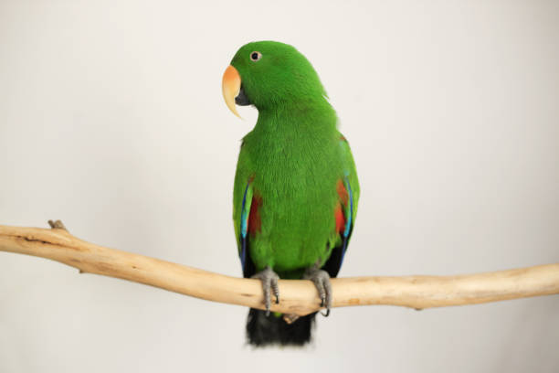 Green eclectus Parrot on branch captive bred male green eclectus parrot (Eclectus roratus) sitting on a branch eclectus parrot australia stock pictures, royalty-free photos & images