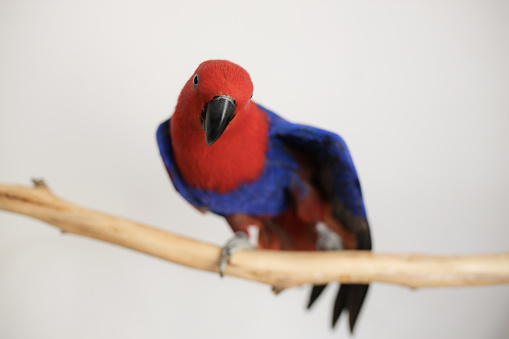 female red and blue eclectus parrot (Eclectus roratus) sitting on a branch and stretching her wing