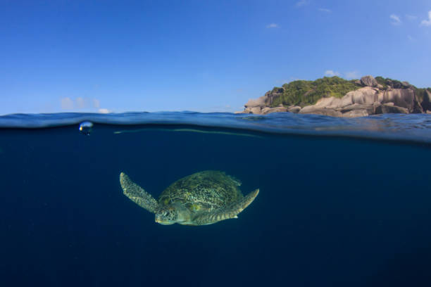 istock Green Sea Turtle split photo 1254495099