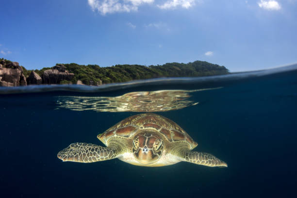 istock Green Sea Turtle split photo 1254495102