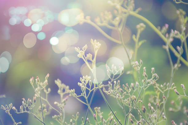 weed flowers in vintage color style texture for background