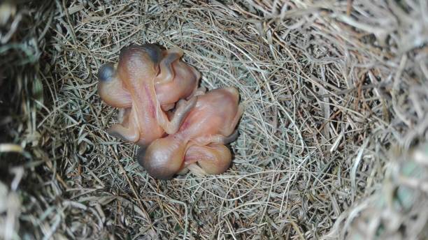istock The new bird is in the nest. 1254497177