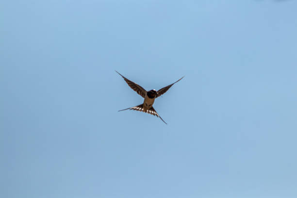 istock Barn swallow with open short wings 1254498988