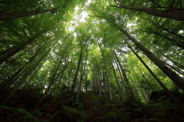 istock A tropical forest. Green moss on trees and stones 1254500080