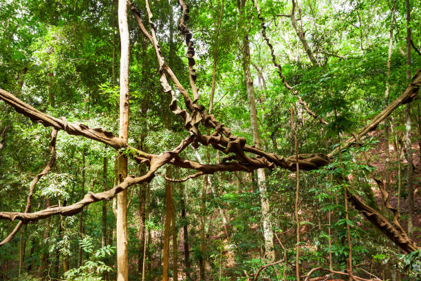 Giant Liana in Kandy Udawatta Kele Royal Forest Park or Udawattakele Sanctuary in the city of Kandy, Sri Lanka