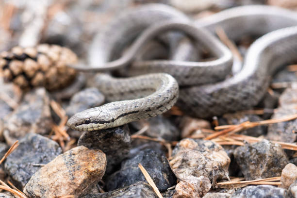 istock snake moving over the earth 1254500402