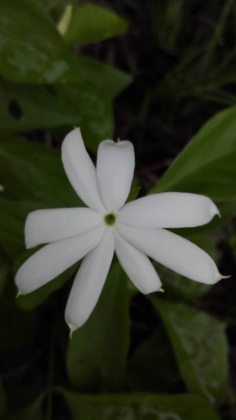 istock White wild flowers bloom and smell fragrant. 1254501025