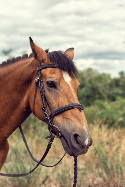 istock Horse for a walk in the park 1254501037