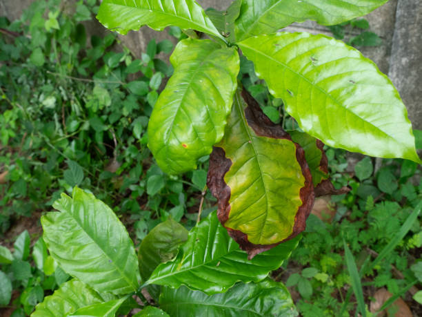 istock Anthracnose on the green leaf 1254501991