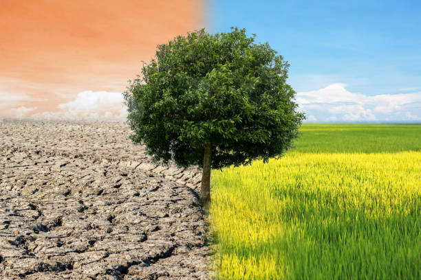istock Environmental and global warming concepts,, Creative concept landscape. Live and dead tree. 1254503162