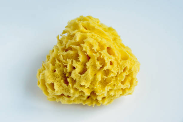 Detail of a natural sea sponge.