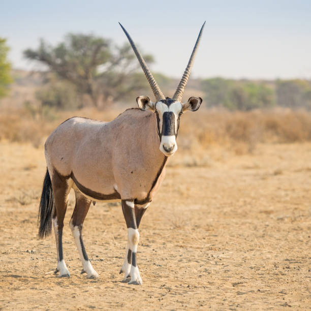 istock A Gemsbok in the Kalahari Desert 1254505349