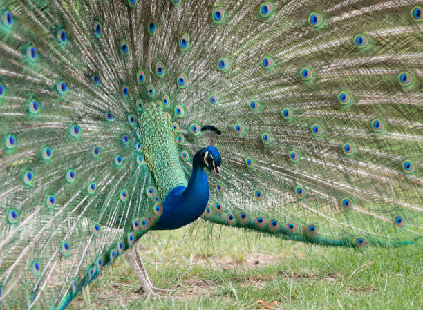 istock close up of a peacock 1254505549