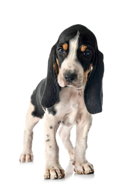 istock puppy bernese Swiss running dog 1254505596