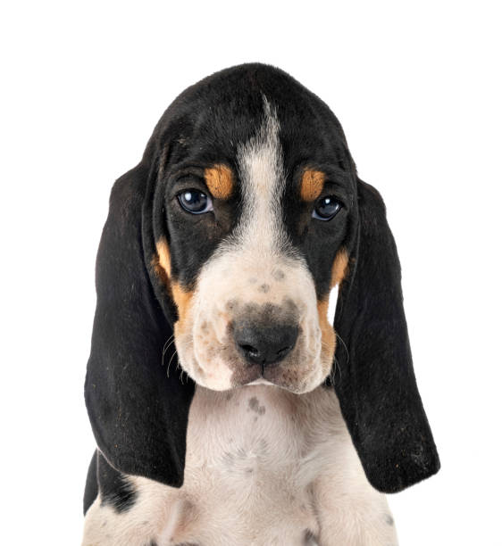 istock puppy bernese Swiss running dog 1254505601