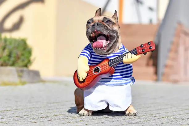 Photo of French Bulldog dog with mouth wide open as if singing, dressed up as street perfomer musician wearing a costume with striped shirt and fake arms holding wooden small toy guitar standing
